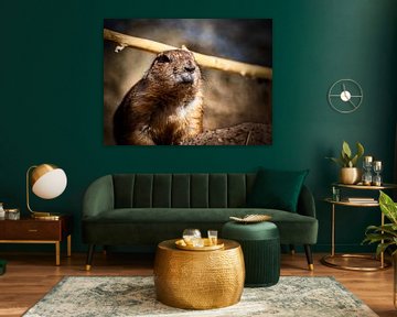 Vigilant prairie dog by Beeld Creaties Ed Steenhoek | Photography and Artificial Images