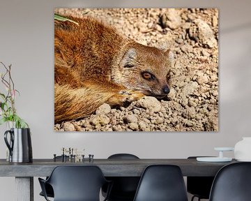 Ruhender Fuchsmanguste von Beeld Creaties Ed Steenhoek | Fotografie und künstliche Bilder
