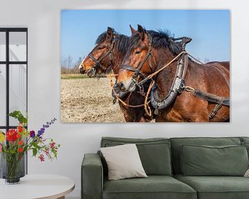 Portrait à deux volets de chevaux de trait sur Bram van Broekhoven