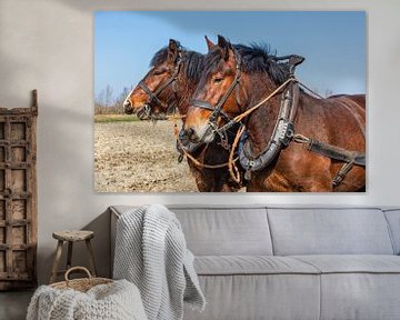 Trekpaarden tweespan portret van Bram van Broekhoven