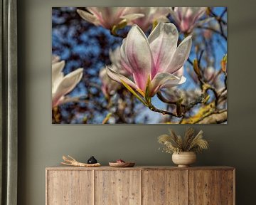 Tulpenboom in bloei, met mooie bloemen