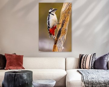 Great spotted woodpecker (Dendrocopos major) by Gert Hilbink