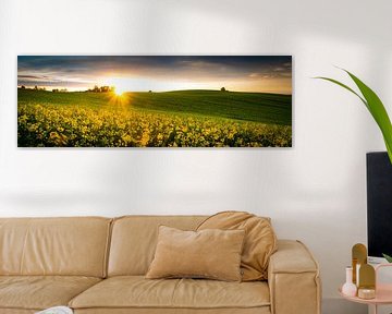 Rape field panorama by Martin Wasilewski