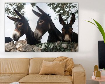 Drie gezellige ezels van DsDuppenPhotography