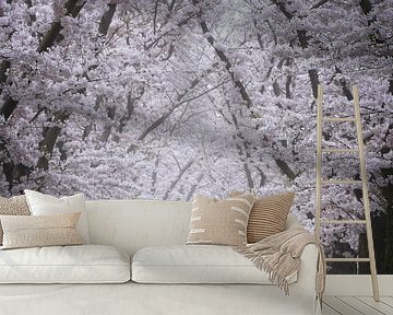 De kersenbloesem laan