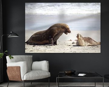 Australische zeeleeuwen (Neophoca cinerea) van Dirk Rüter