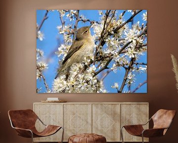 Chiffchaff among the blossoms by Bram Reinders