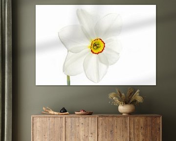 Narcissus Recurvus blanc sur blanc sur Tanja van Beuningen