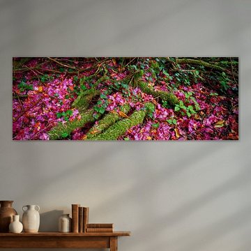 Rhodedendronbluete in Muckross Garden, Ireland von Winne Köhn