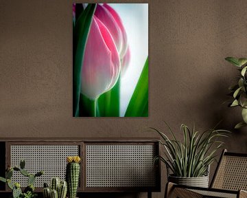 Tulip bulbs in powerful soft contrast, yet bright colors. by Humphry Jacobs