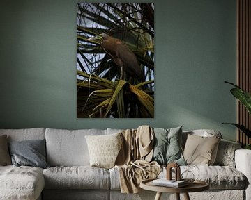 Bare throated tiger heron and palm leaves | Bird | Heron | Wildlife by Kimberley Helmendag