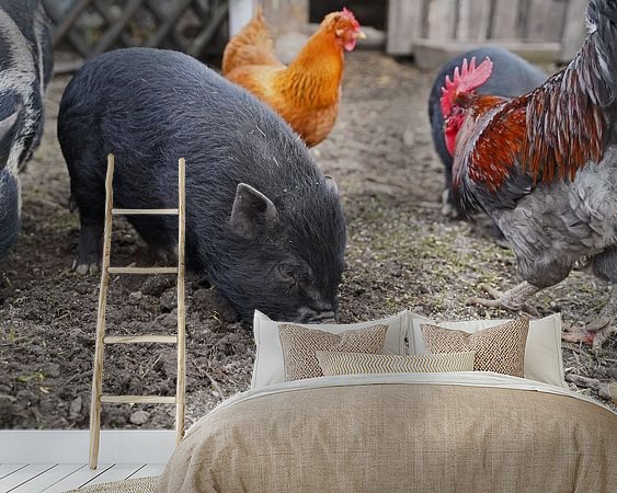 Aperçu de la chambre