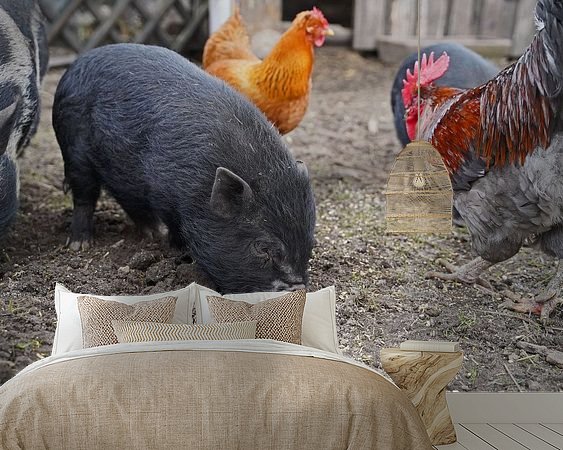 Aperçu de la chambre