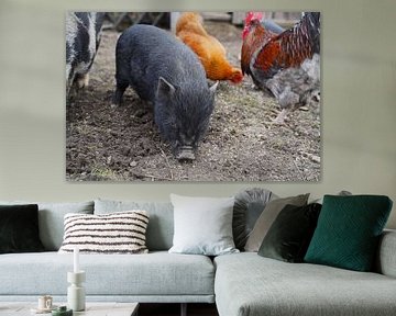 Mini pigs and chickens in the garden by Babetts Bildergalerie