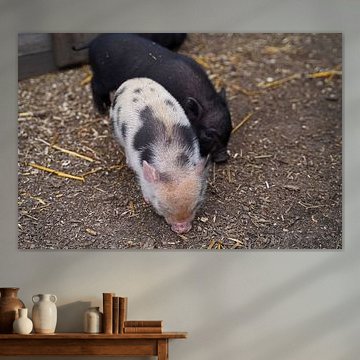Minischwein Ferkel beim ersten Ausgang auf dem Hof.