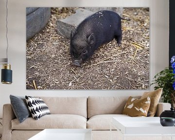 Minischwein Ferkel beim ersten Ausgang auf dem Hof.