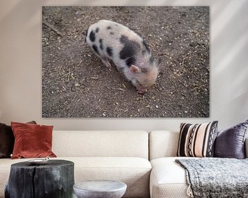 Mini piglet at the first exit on the farm. by Babetts Bildergalerie