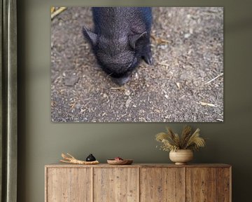 Minischwein Ferkel beim ersten Ausgang auf dem Hof. von Babetts Bildergalerie