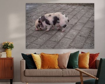 Minischwein Ferkel beim ersten Ausgang auf dem Hof. von Babetts Bildergalerie