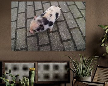 Minischwein Ferkel beim ersten Ausgang auf dem Hof.