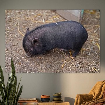 Minischwein Ferkel beim ersten Ausgang auf dem Hof.