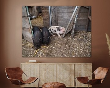 Mini biggetje bij zijn eerste uittocht op de boerderij. van Babetts Bildergalerie