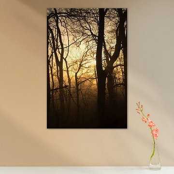 Die Sonne färbt den Nebel durch die Bäume