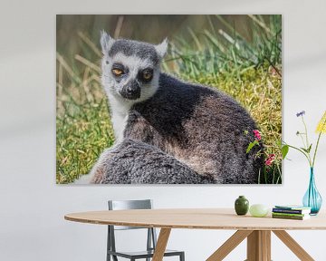 Portrait Ringelschwanz Lemur von Ed Steenhoek