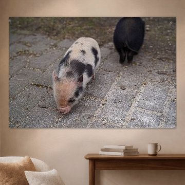 Minischwein Ferkel beim ersten Ausgang auf dem Hof.