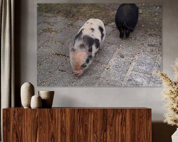 Minischwein Ferkel beim ersten Ausgang auf dem Hof. von Babetts Bildergalerie