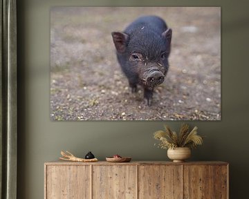 Mini-porc Ferkel lors de sa première sortie à la ferme.