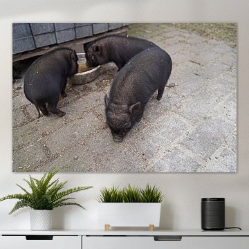 Minischwein Ferkel beim ersten Ausgang auf dem Hof.