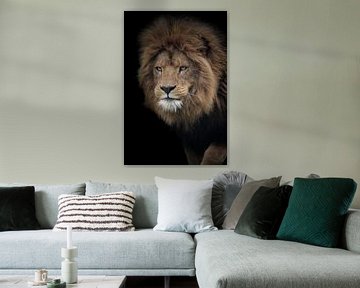 Portrait of African Lion in color with black background by Barbara Kempeneers