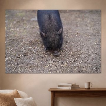 Minischwein Ferkel beim ersten Ausgang auf dem Hof.