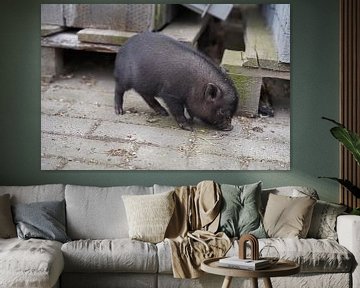 Minischwein Ferkel beim ersten Ausgang auf dem Hof. von Babetts Bildergalerie