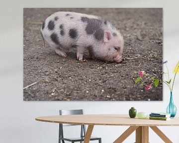 Mini biggetje bij zijn eerste uittocht op de boerderij. van Babetts Bildergalerie