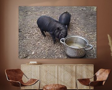 Minischwein Ferkel beim ersten Ausgang auf dem Hof.