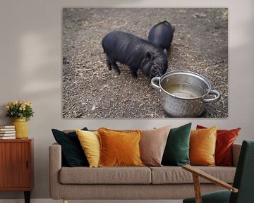 Mini piglet at the first exit on the farm. by Babetts Bildergalerie