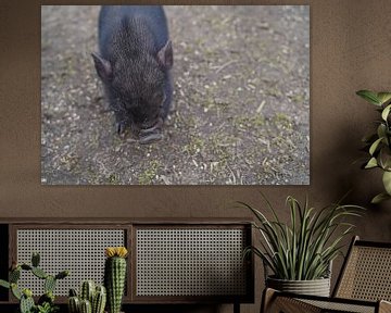 Minischwein Ferkel beim ersten Ausgang auf dem Hof.