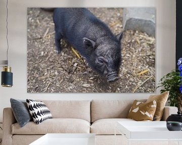 Mini piglet at the first exit on the farm. by Babetts Bildergalerie