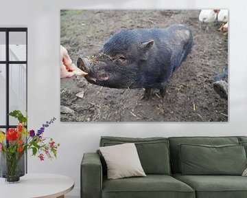 1 year old mini pigs in the garden by Babetts Bildergalerie