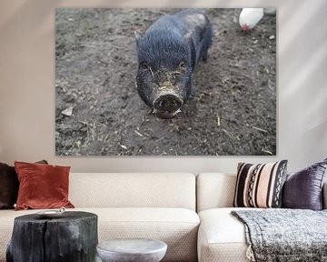 1 year old mini pigs in the garden by Babetts Bildergalerie