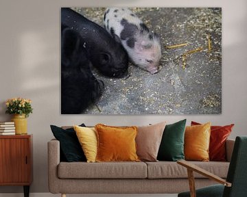 Mini pig piglet and mother by Babetts Bildergalerie