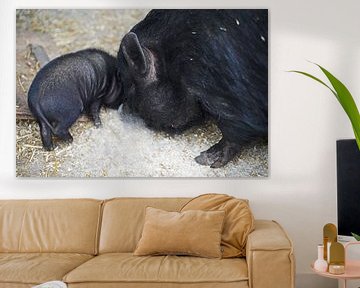 Mini pig piglet and mother by Babetts Bildergalerie