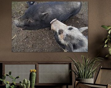 1 year old mini pigs in the garden by Babetts Bildergalerie