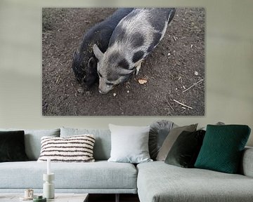 1 year old mini pigs in the garden by Babetts Bildergalerie