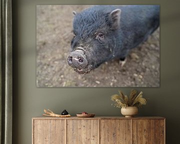 1 jaar oude minivarkens in de tuin van Babetts Bildergalerie