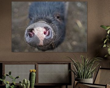 1 jaar oude minivarkens in de tuin van Babetts Bildergalerie