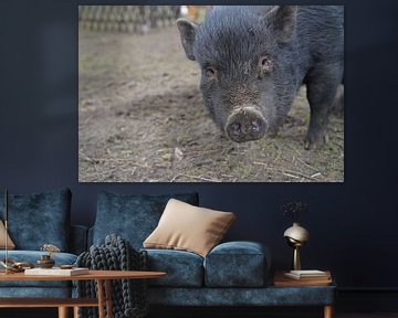 1 year old mini pigs in the garden by Babetts Bildergalerie