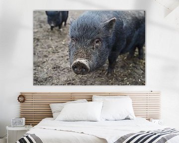 1 year old mini pigs in the garden by Babetts Bildergalerie